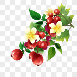 一串水彩食物水果山楂树花朵果实图片