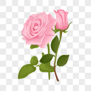 两朵粉色的玫瑰花图片