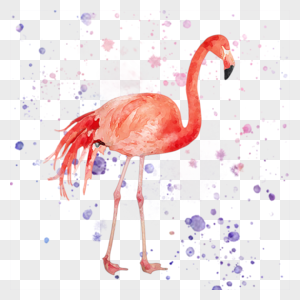 水彩粉红色火烈鸟图片