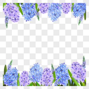 水彩风信子花朵蓝紫边框图片