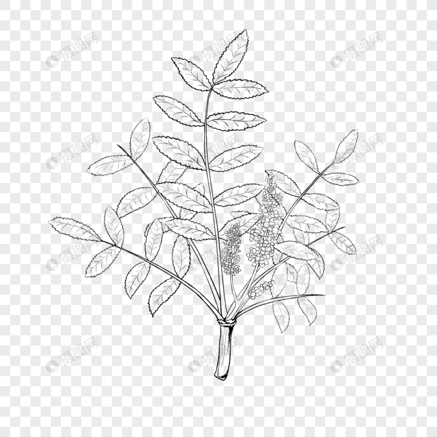 乳香树黑白线稿图