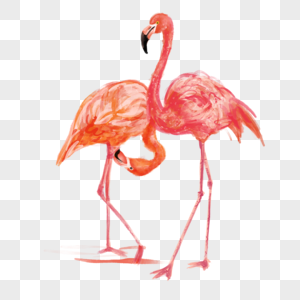 火烈鸟红色粉色水彩质感鸟类图片