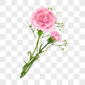 两朵盛开的粉色牡丹花图片