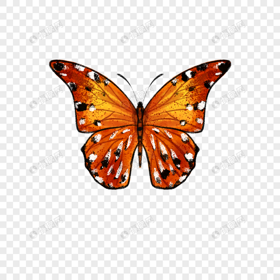 蝴蝶昆虫水彩写实图片