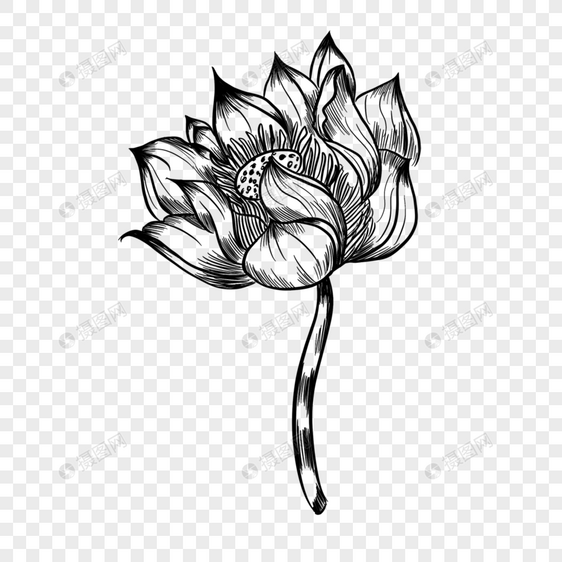 黑白线条茂盛的莲花画图片