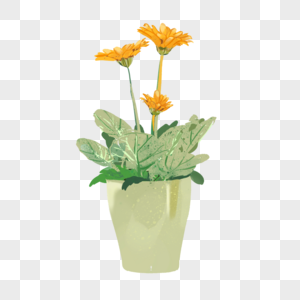 室内盆栽植物开着黄花图片