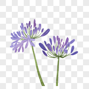 紫色小花元素 免抠素材 Png图片下载 摄图网
