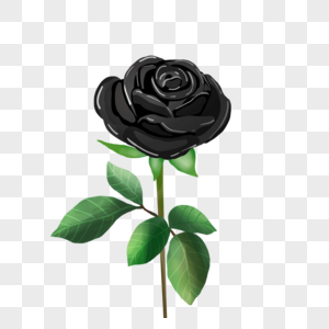 玫瑰植物叶子黑色风格图片