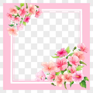 木槿花花卉边框图片