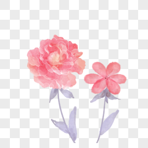 粉色晕染水彩牡丹花卉图片