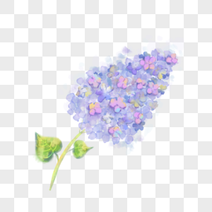 水彩粉紫欧丁香花卉高清图片