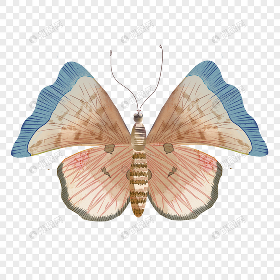 复古水彩蝴蝶彩色元素正面图图片