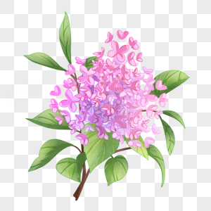 欧丁香水彩风格的花卉植物图片