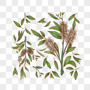 茶树药用花卉植物高清图片