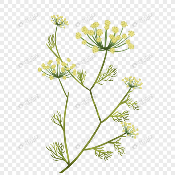 水彩茴香花花束图片