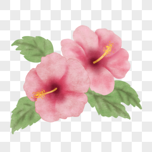 水彩风格粉红色木槿花植物图片
