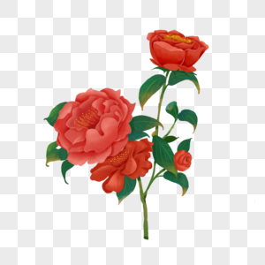 红色山茶花水彩质感花朵高清图片