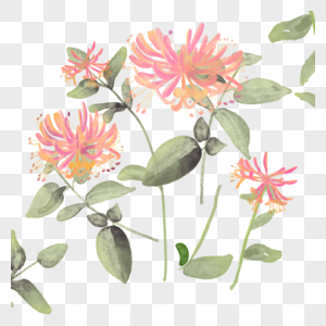 粉色水彩花卉金银花植物图片