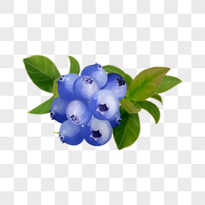 蓝色水彩水果食物蓝莓图片
