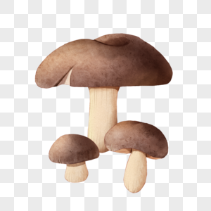 水彩褐色蘑菇组合图片