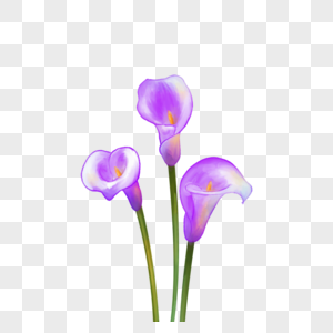 紫色马蹄莲花水彩婚礼花卉图片