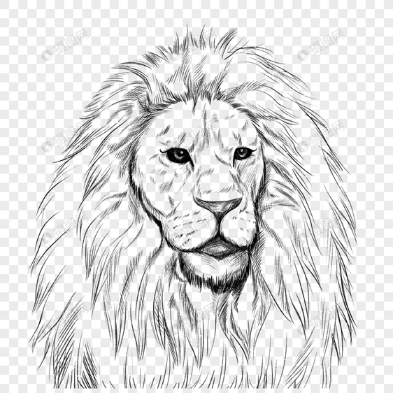 狮子头部黑白线条艺术图片