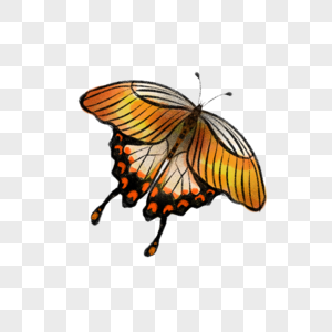 飞舞的枯叶蝶橙色昆虫水彩图片