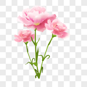 三朵粉色康乃馨花束图片