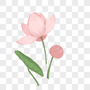 美丽粉色莲花盛开花苞高清图片