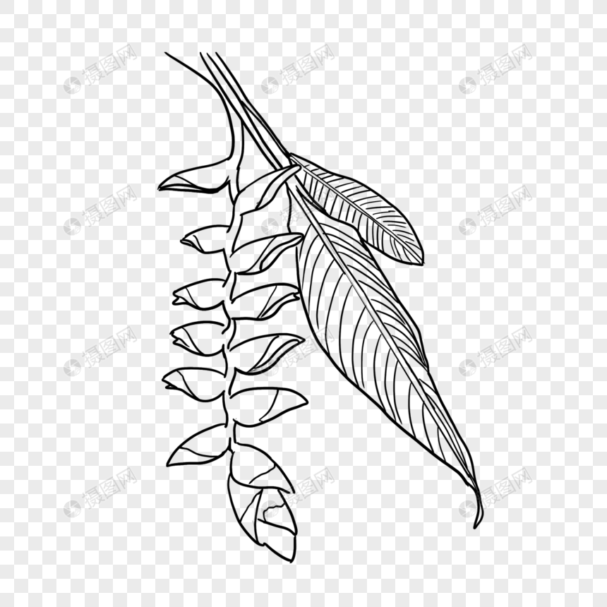 两片热带植物线稿叶子花卉