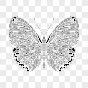 线风格黑白蝴蝶填色本图片
