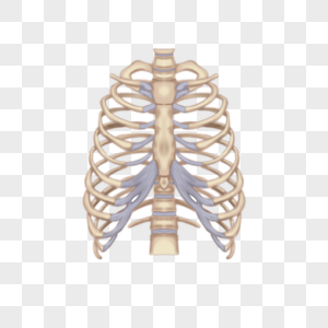 卡通医学肋骨模型高清图片