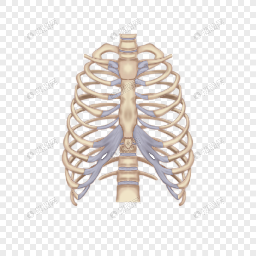 卡通医学肋骨模型图片
