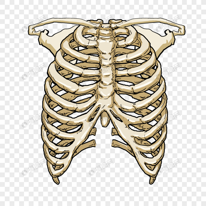 肋骨医学卡通模型图片