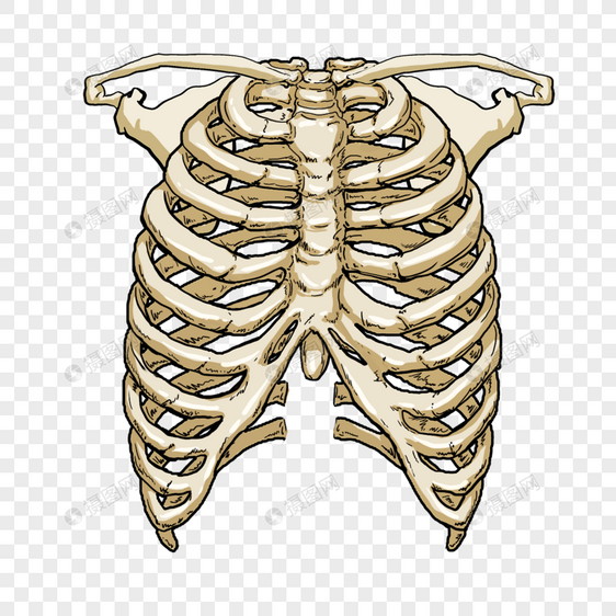 肋骨医学卡通模型图片