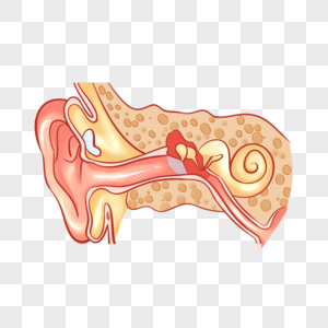 人耳解剖人体结构医学插图图片