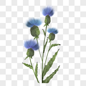 蓟蓝色水彩花卉植物图片