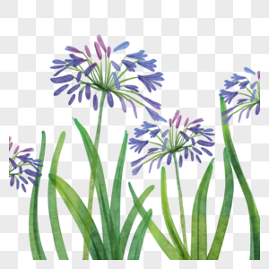 百子莲水彩花卉植物紫色花朵图片