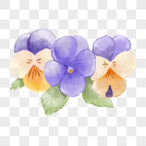 三色堇水彩花卉三朵彩色图片