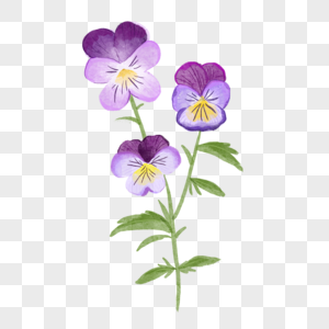 三色堇水彩风格紫罗兰三朵图片