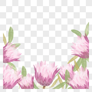 普罗蒂亚花卉水彩自然边框图片