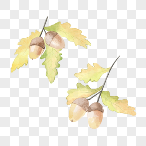 橡子两枝带叶子水彩秋季植物高清图片