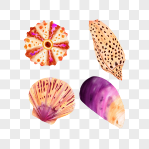 贝壳水下生命物体图片