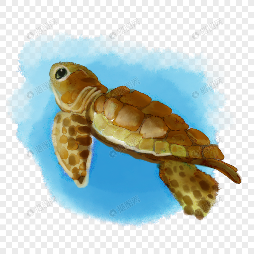 海龟海洋动物水彩图片