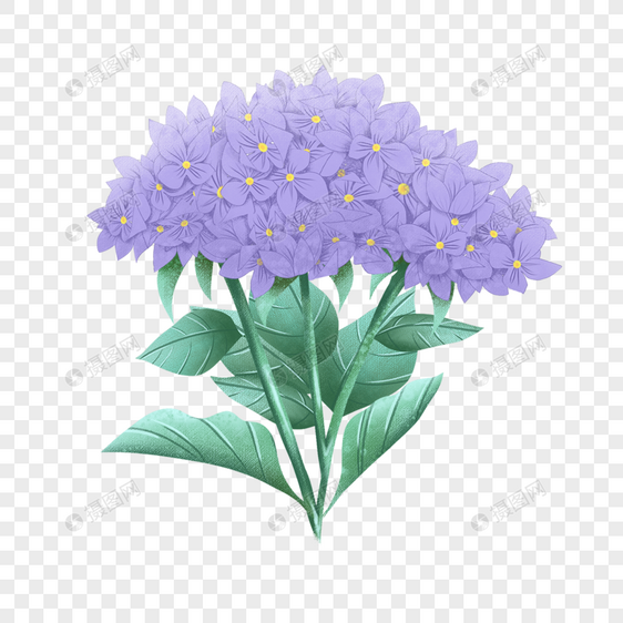绣球花水彩紫色图片