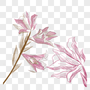 花卉植物抽象粉色线稿图片