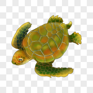 海龟海洋动物爬行图片