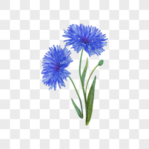 蓝色菊科花卉车矢菊图片