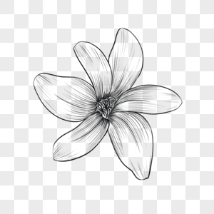 素描雕刻黑白盛开单只风信子花卉图片