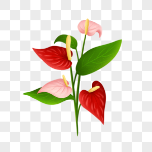 火鹤花红掌花植物花朵插画图片